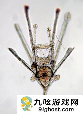 这种生物全身都是大脑和眼睛：正被人类端上餐桌