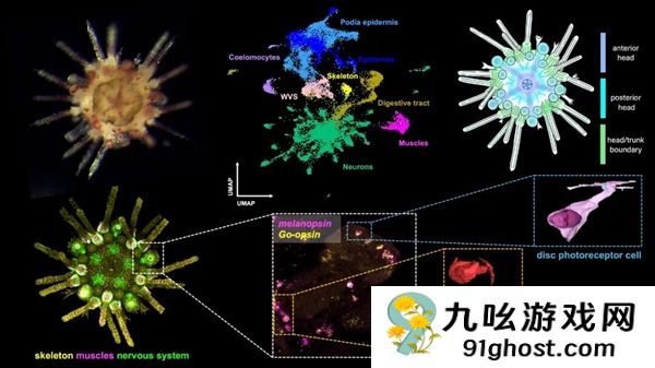 这种生物全身都是大脑和眼睛：正被人类端上餐桌