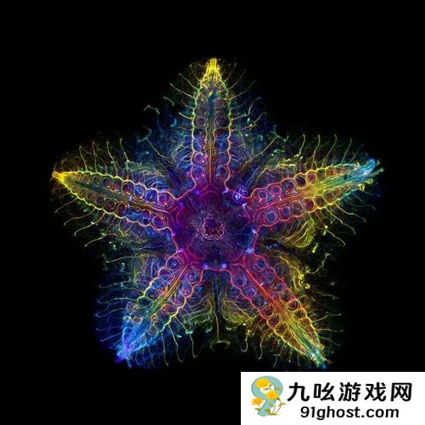 这种生物全身都是大脑和眼睛：正被人类端上餐桌