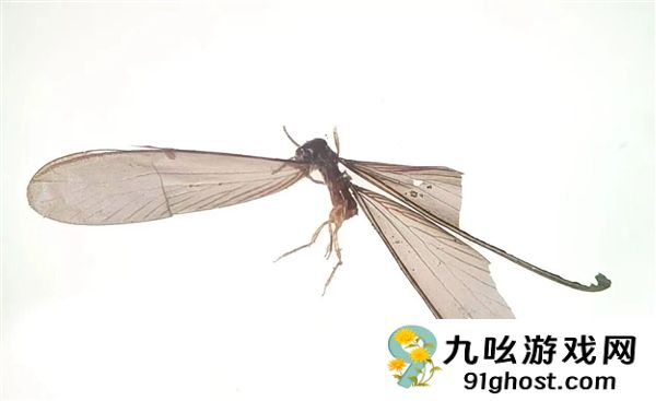 全国首例！我国截获斯特伦克氏锯白蚁：外来物种 严重威胁古建筑遗迹