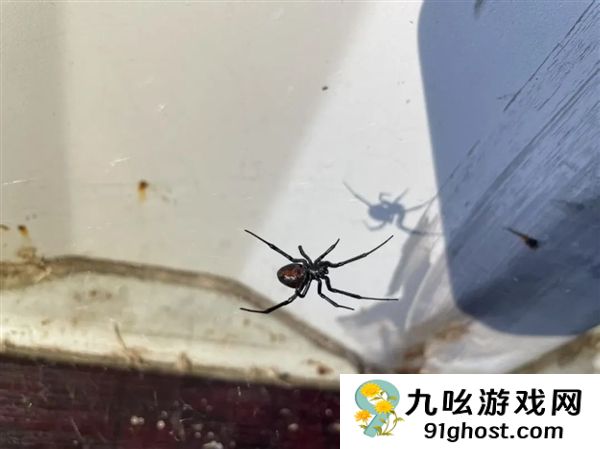 女子被蜘蛛咬后小腿肿成“大象腿” 医生：继发性淋巴水肿