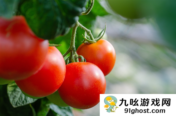 日本西红柿价格涨至十年来最高：一斤约人民币31元