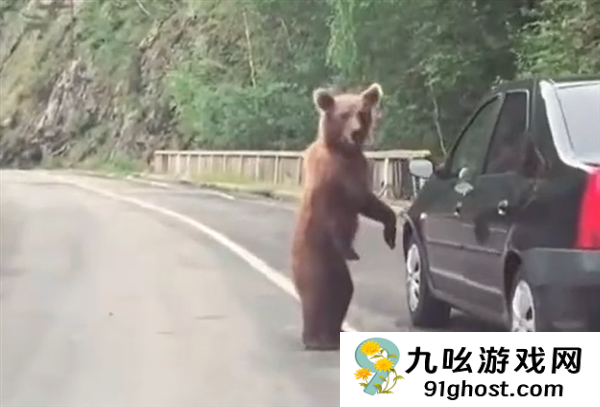 日本10个月猎杀近万头熊 但新的挑战又来了